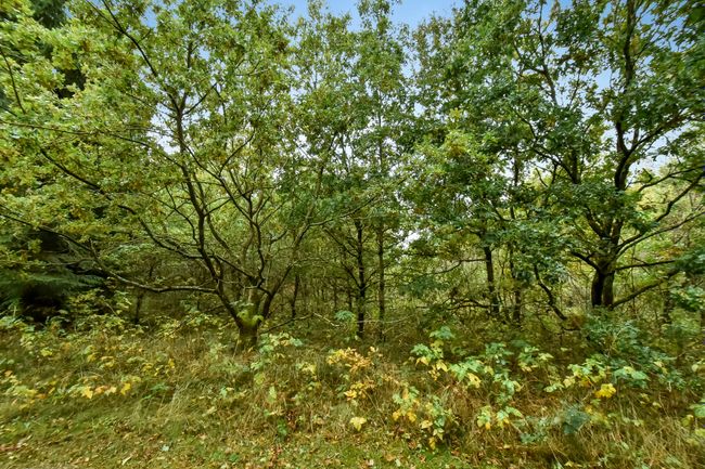 Skovbrynet 133,  Vesterlund