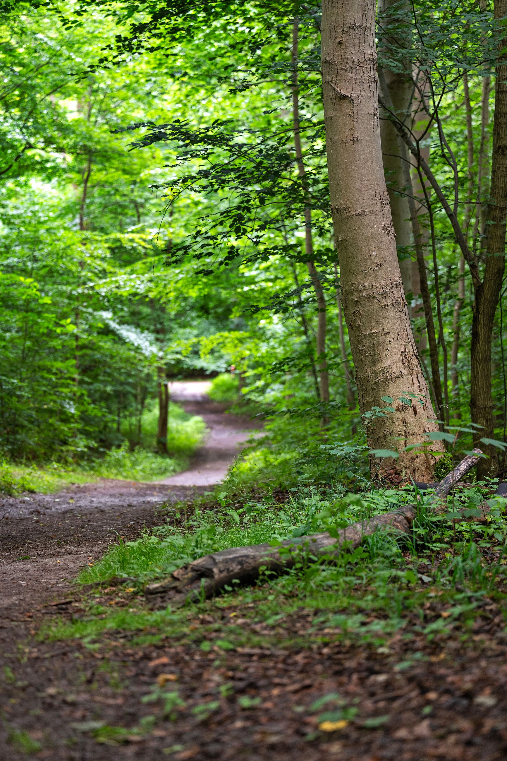 Sanskevej 13, Rungsted Kyst - Område