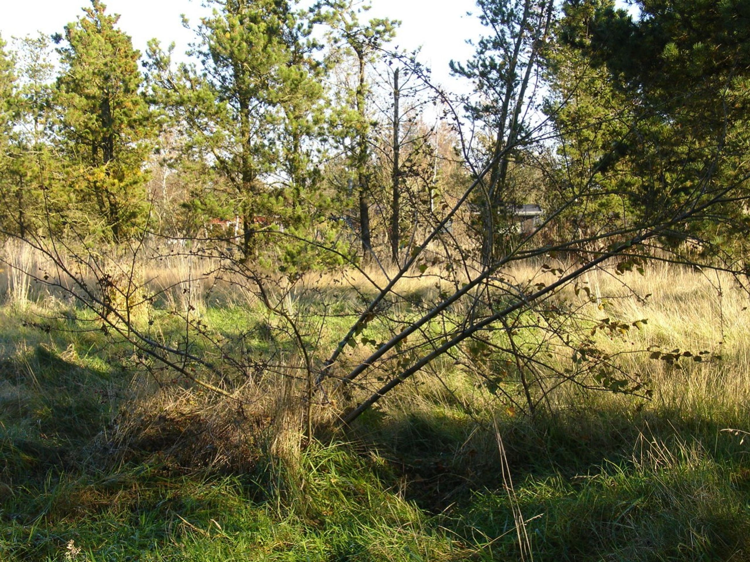 Mågevej 45, Skellet Mou Grund